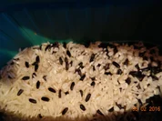 Reisfleisch - Rezept - Bild Nr. 4288