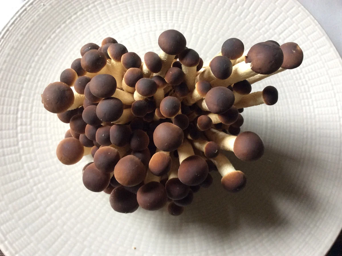 Carpaccio vom Südtiroler Speck mit Pioppino (Samthauben) u. Fratello - Rezept - Bild Nr. 4291