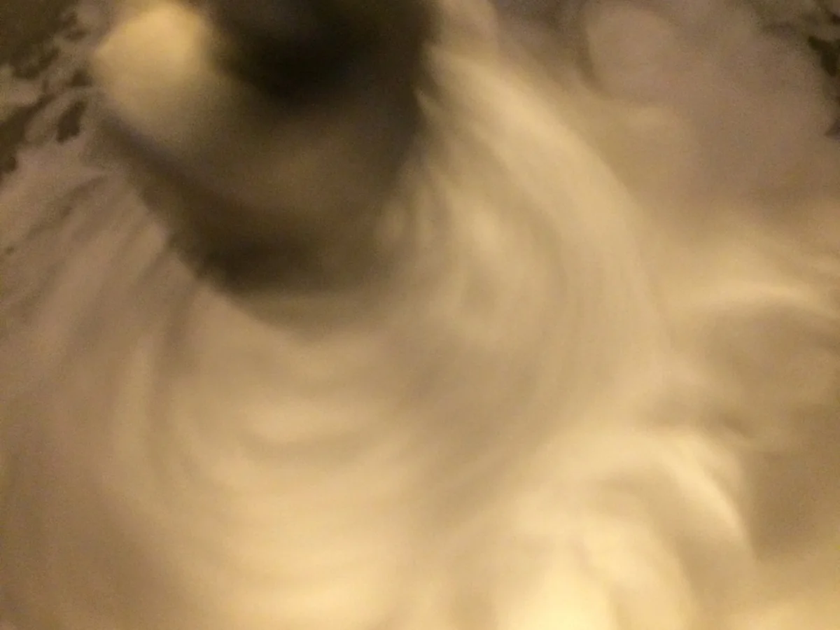 Avocadoparfait mit Kürbiskernkrokant - Rezept - Bild Nr. 4388