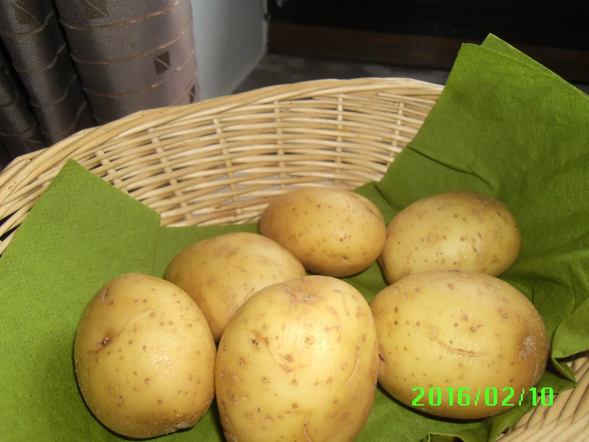 Rezept: Matjesfiltes in Marinade mit Pellkartoffeln und Eisbergsalat Bild Nr. 4523 Matjesfiltes in Marinade mit Pellkartoffeln und Eisbergsalat - Rezept - Bild Nr. 4523