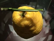 Ragout mit Bergamotte - Rezept - Bild Nr. 4548