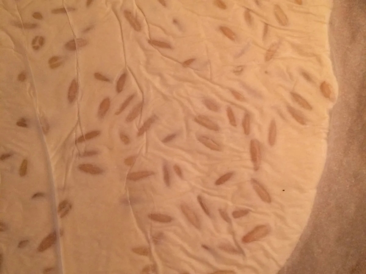 Ricotta-tarte mit Pignoli - Rezept - Bild Nr. 4611