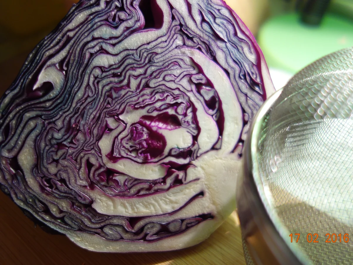 Schinkenfleckerln mit Blaukraut-Garnitur; - Rezept - Bild Nr. 4640