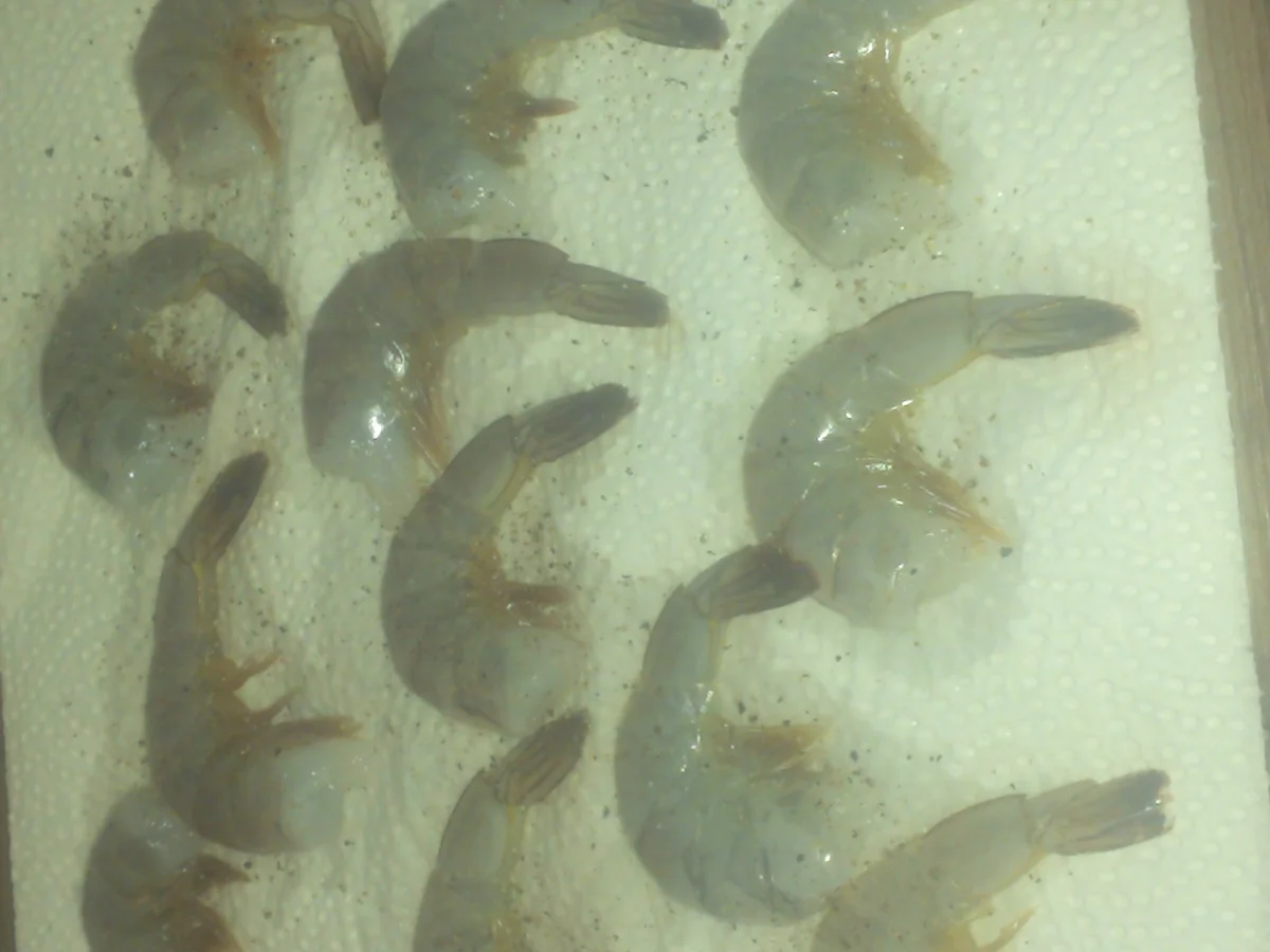 Rezept: Gemüsepfanne mit frischen Fisch oder Garnelen Bild Nr. 4799 Gemüsepfanne mit frischen Fisch oder Garnelen - Rezept - Bild Nr. 4799