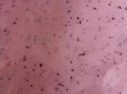 Himbeere/Blaubeere Quarkshake  - Rezept - Bild Nr. 5037