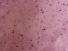 Himbeere/Blaubeere Quarkshake  - Rezept - Bild Nr. 5037