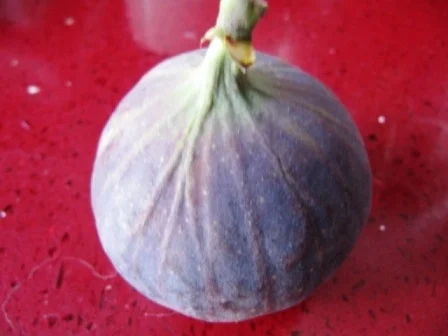 Apfelsüppchen plus Einlage (geeist) - Rezept - Bild Nr. 15