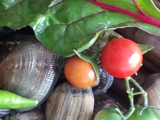 Cataplana (1te) Variante mit Meeresfrüchten à la Biggi - Rezept - Bild Nr. 8