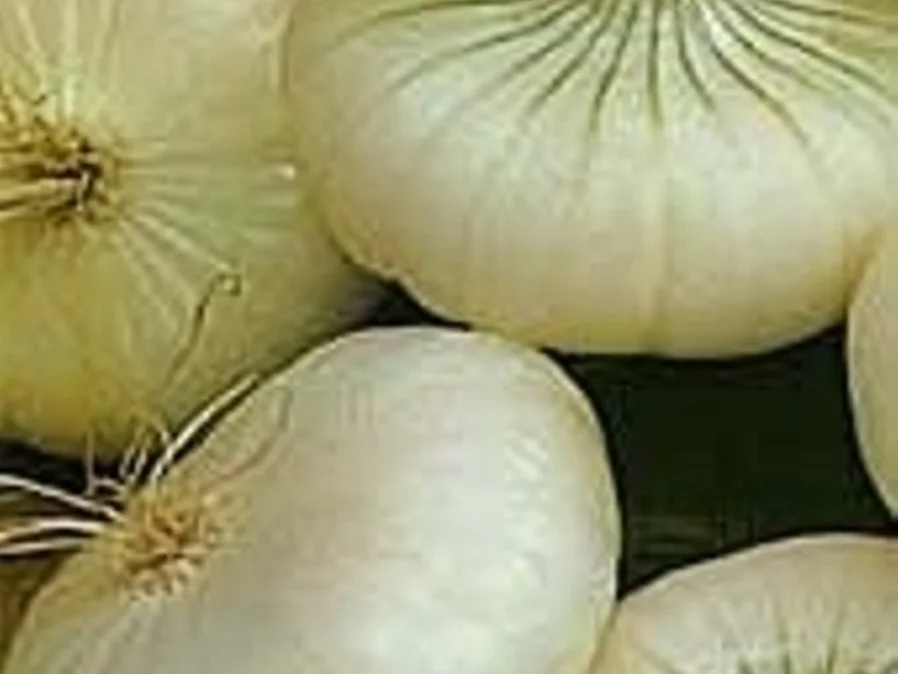 Amsterdammer Zwiebeln à la Biggi - Rezept - Bild Nr. 3