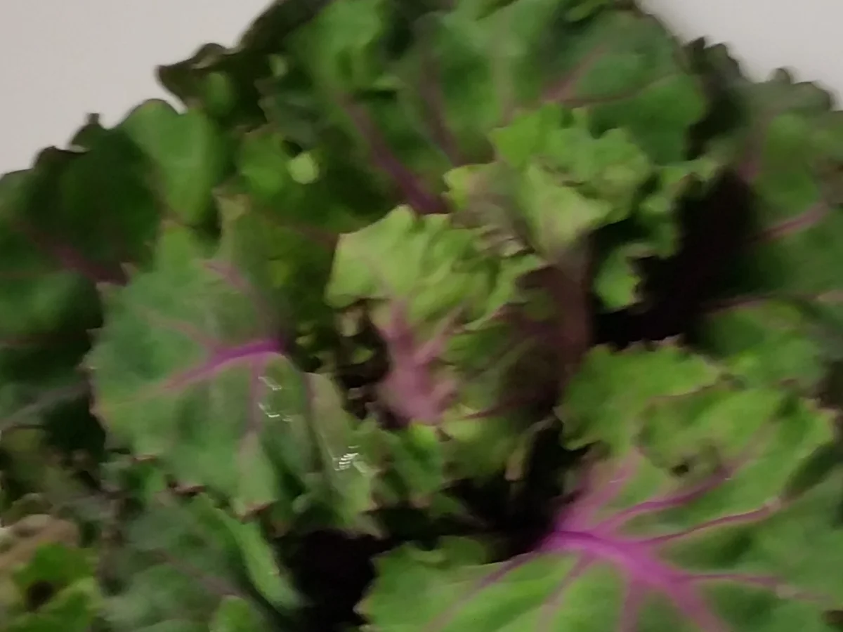 Rezept: Kohlröschen mit Minutensteak Bild Nr. 4 Kohlröschen mit Minutensteak - Rezept - Bild Nr. 4