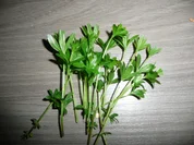 Waldmeistereis ein wahrer Frühlingstraum. - Rezept