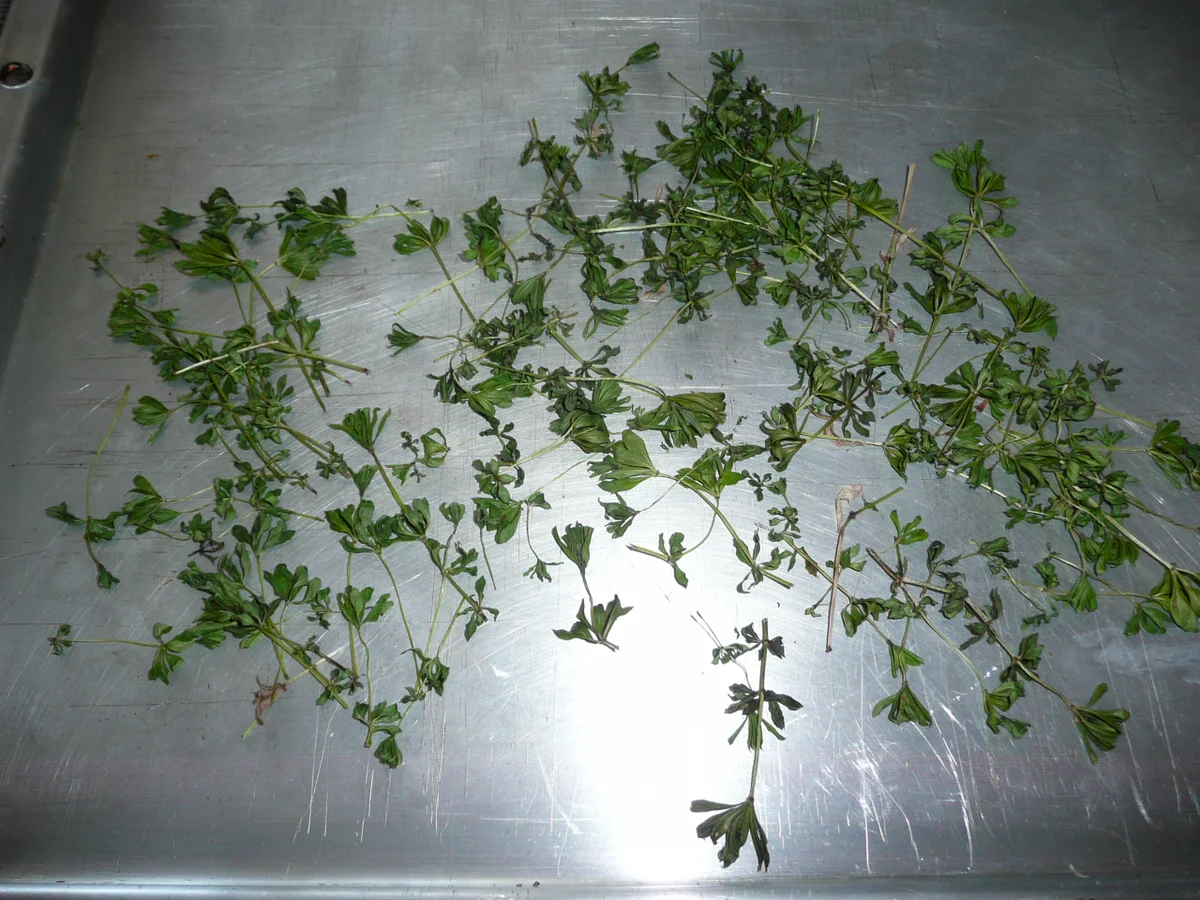 Rezept: Waldmeistereis ein wahrer Frühlingstraum. Bild Nr. 3 Waldmeistereis ein wahrer Frühlingstraum. - Rezept - Bild Nr. 3