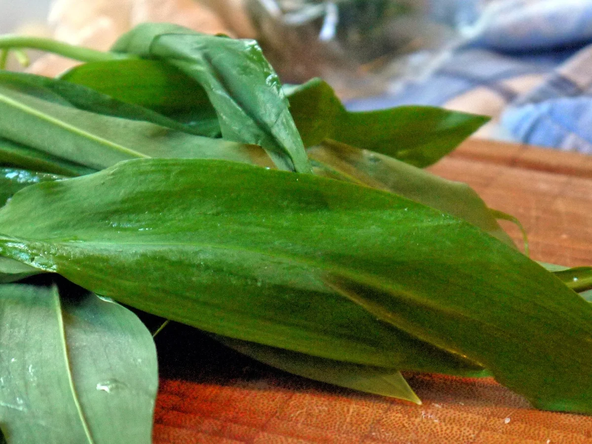 Rezept: Bärlauch-Kartoffel-Gratin Bild Nr. 6 Bärlauch-Kartoffel-Gratin - Rezept - Bild Nr. 6