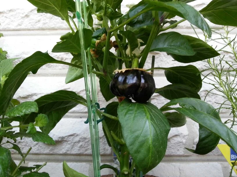 Schwarze Paprika mit Wachtelei - Rezept - Bild Nr. 3