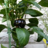 Schwarze Paprika mit Wachtelei - Rezept - Bild Nr. 3
