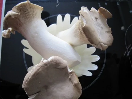 Ravioli Pilzpfanne - Rezept - Bild Nr. 2