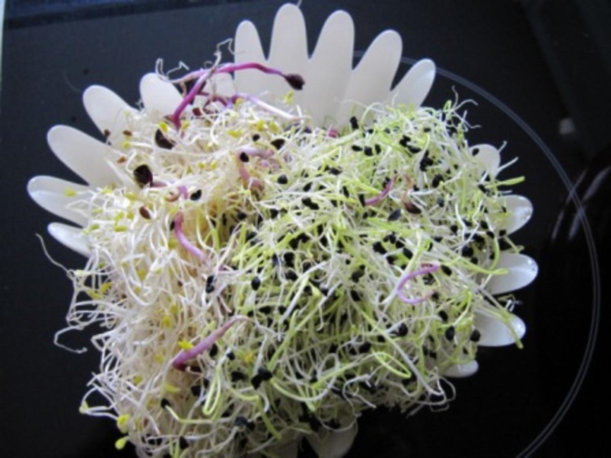 Mediteraner Salat mit jungen Sprossen - Rezept