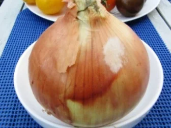 Mediteraner Salat mit jungen Sprossen - Rezept - Bild Nr. 3