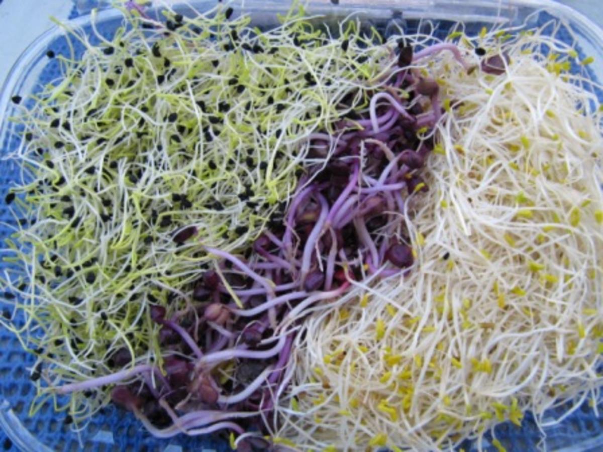Mediteraner Salat mit jungen Sprossen - Rezept - Bild Nr. 4