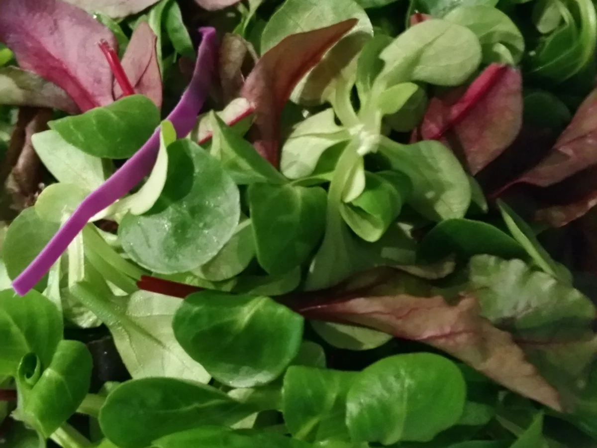 Gemischter Salat mit Käse Creme Dressing - Rezept - Bild Nr. 2