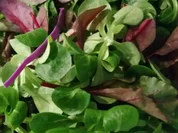 Rezept: Gemischter Salat mit Kรคse Creme Dressing Bild Nr. 2 Gemischter Salat mit Kรคse Creme Dressing - Rezept - Bild Nr. 2