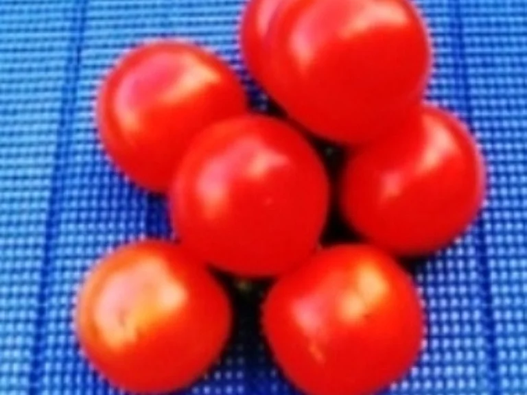 Rezept: Bolognese Sosse à la Biggi Bild Nr. 6 Bolognese Sosse à la Biggi - Rezept - Bild Nr. 6