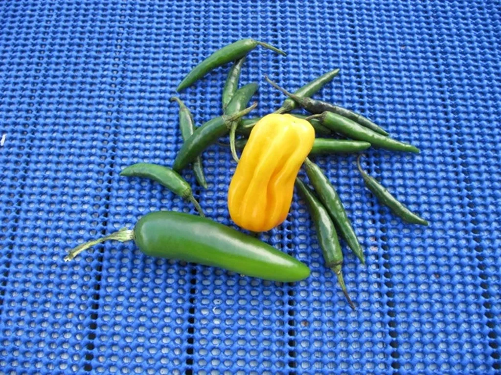 Rezept: Bolognese Sosse à la Biggi Bild Nr. 11 Bolognese Sosse à la Biggi - Rezept - Bild Nr. 11