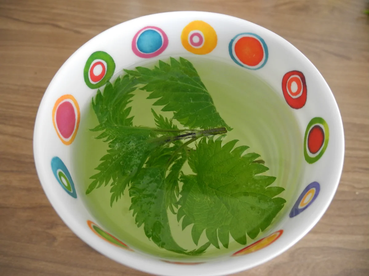 Rezept: Frischer Brennessel - Tee Frischer Brennessel - Tee - Rezept