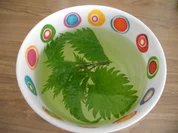 Frischer Brennessel - Tee - Rezept