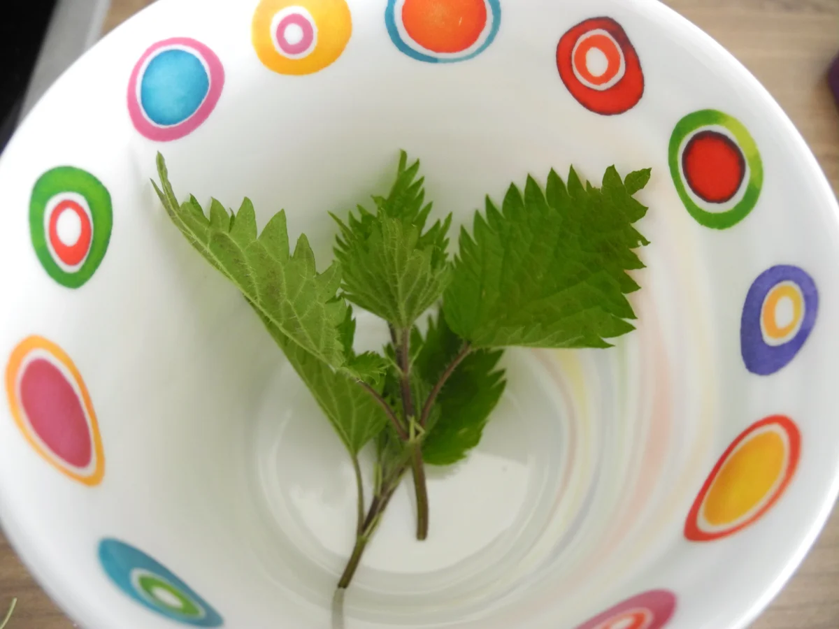 Rezept: Frischer Brennessel - Tee Bild Nr. 2 Frischer Brennessel - Tee - Rezept - Bild Nr. 2