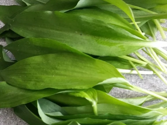 Rezept: Bärlauch Emulsion "Pesto" mit Pfiff Bild Nr. 2 Bärlauch Emulsion "Pesto" mit Pfiff - Rezept - Bild Nr. 2