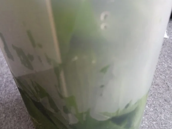 Rezept: Bärlauch Emulsion "Pesto" mit Pfiff Bild Nr. 8 Bärlauch Emulsion "Pesto" mit Pfiff - Rezept - Bild Nr. 8