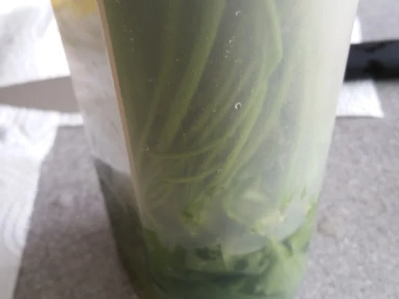 Rezept: Bärlauch Emulsion "Pesto" mit Pfiff Bild Nr. 7 Bärlauch Emulsion "Pesto" mit Pfiff - Rezept - Bild Nr. 7