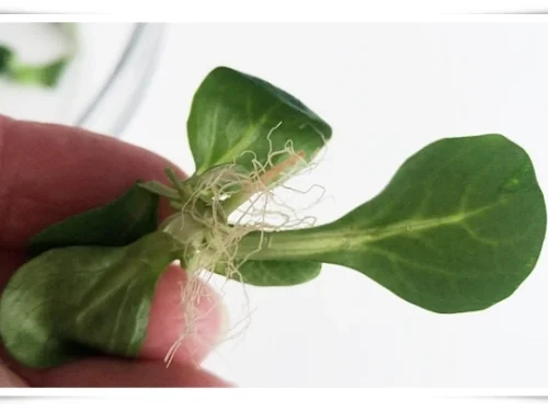 Parmesan-Sesam Körbchen  für  knackigen Salat - Rezept - Bild Nr. 12