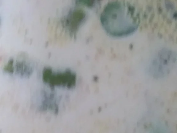 Spargelcremesuppe vom grünen Spargel und Eierlikör - Rezept - Bild Nr. 8