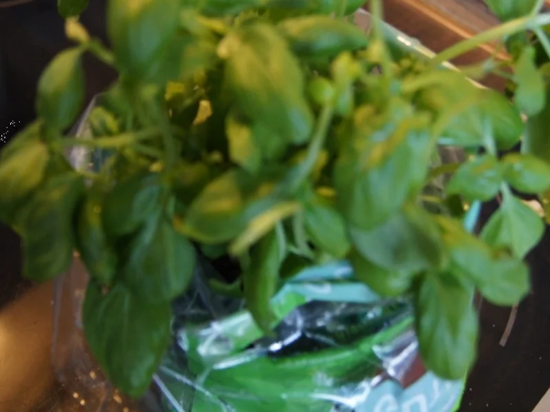 Rezept: Tomaten mit Basilikum, Mozzarella und Snagnette Bild Nr. 6 Tomaten mit Basilikum, Mozzarella und Snagnette - Rezept - Bild Nr. 6