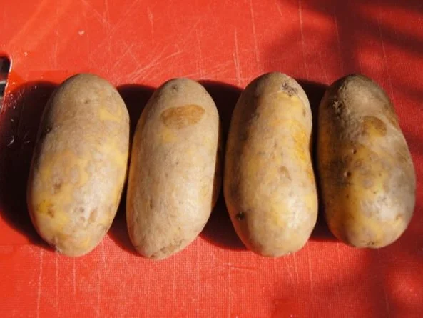 Rezept: Hähnchenschenkel mit grünen Bohnen und Kartoffelpilzen Bild Nr. 8 Hähnchenschenkel mit grünen Bohnen und Kartoffelpilzen - Rezept - Bild Nr. 8