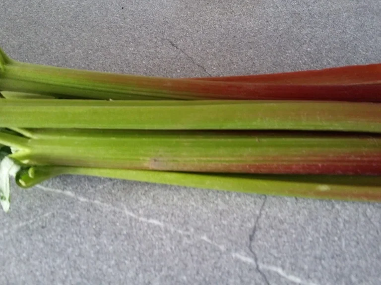 Rhabarber Grieskuchen - Rezept