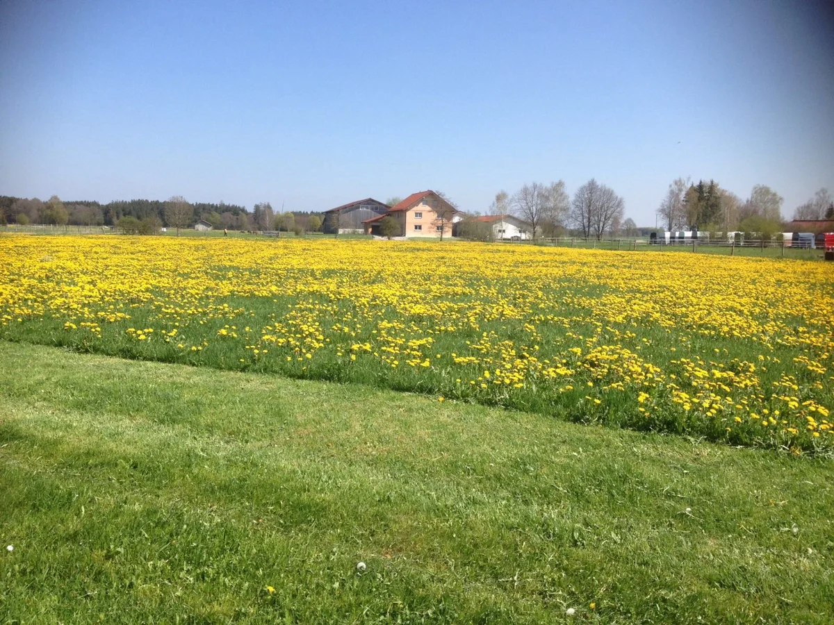 Rezept: Omas Löwenzahnhonig Bild Nr. 2 Omas Löwenzahnhonig - Rezept - Bild Nr. 2
