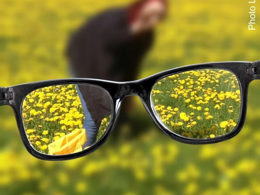 Rezept: Omas Löwenzahnhonig Bild Nr. 3 Omas Löwenzahnhonig - Rezept - Bild Nr. 3