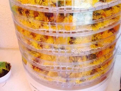 Rezept: Omas Löwenzahnhonig Bild Nr. 4 Omas Löwenzahnhonig - Rezept - Bild Nr. 4