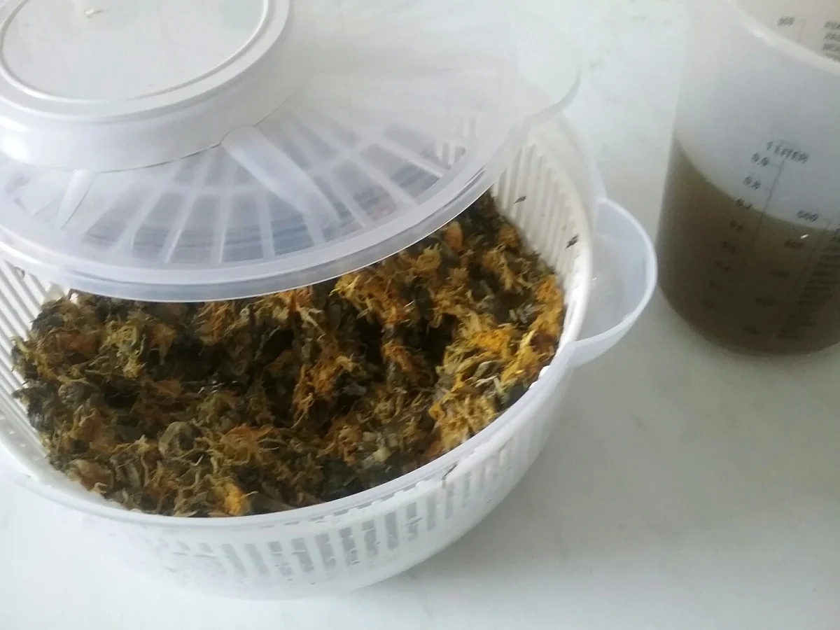 Rezept: Omas Löwenzahnhonig Bild Nr. 10 Omas Löwenzahnhonig - Rezept - Bild Nr. 10