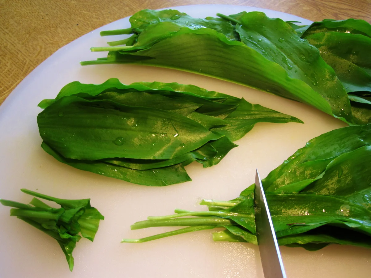 Bärlauchöl - selbst angesetzt - Rezept - Bild Nr. 2