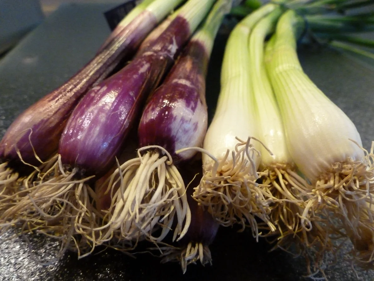 Rezept: Wildgulasch- STIFADO-Art Wildgulasch- STIFADO-Art - Rezept