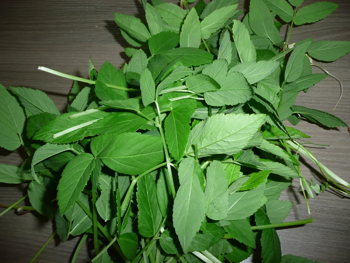 Giersch Pesto mit Walnüssen, Rapsöl + Parmesan. - Rezept - Bild Nr. 3