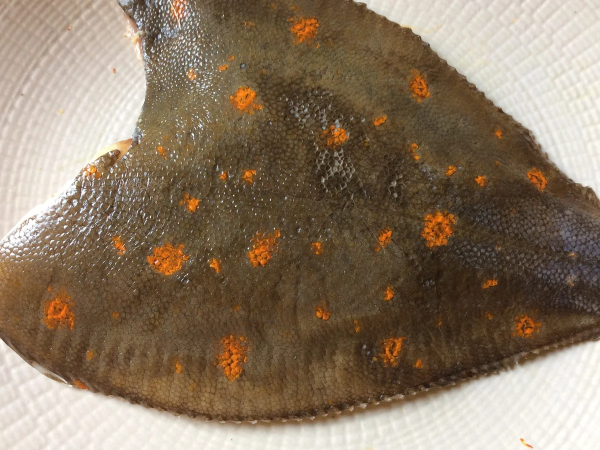 Gebratene Scholle mit Gurkensalat - Rezept - Bild Nr. 3