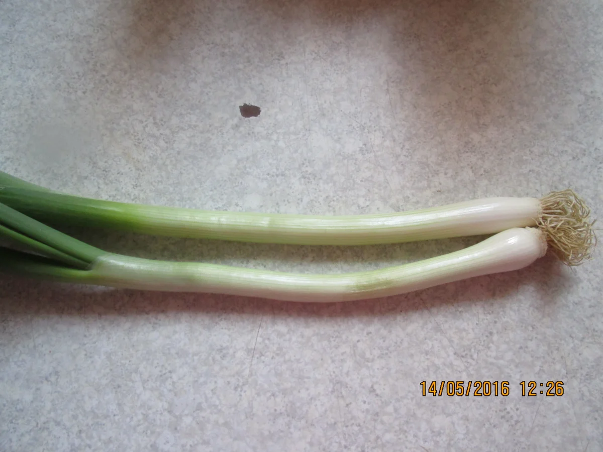 Spargel-Garnelen-Creme Süppchen - Rezept - Bild Nr. 6