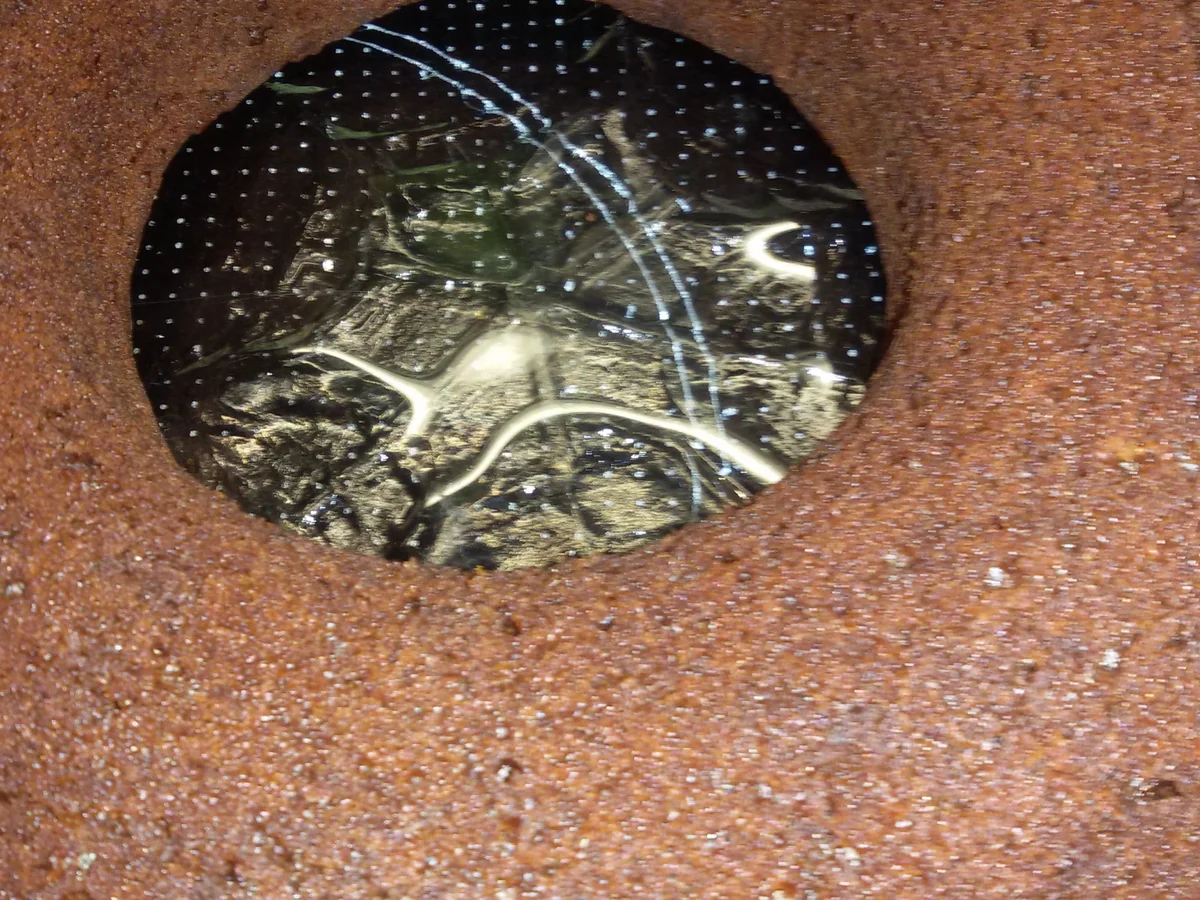 Schoko - Orangen - Kuchen - Rezept - Bild Nr. 2