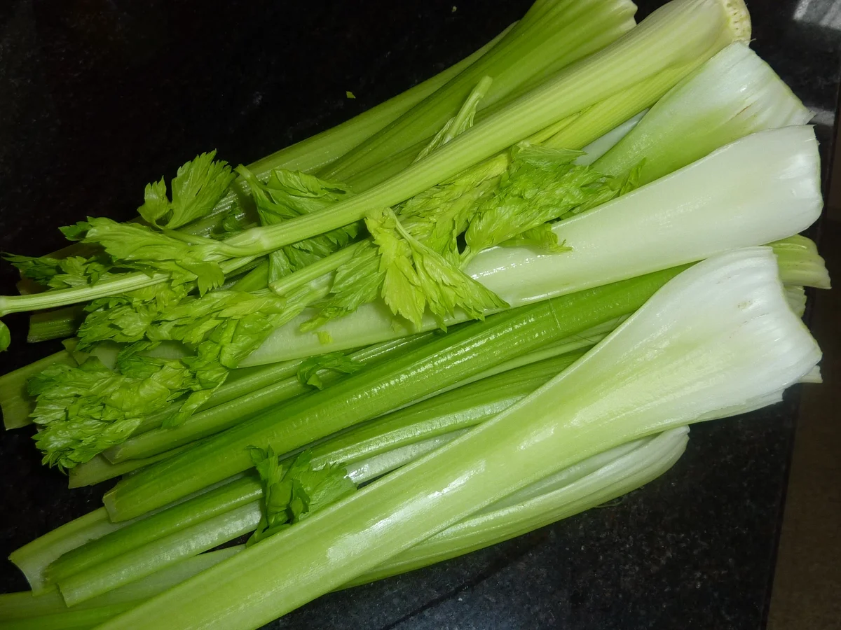 Staudensellerie Gratin " Robert " - Rezept - Bild Nr. 3