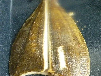 Scholle in Kerbelsahne - Rezept - Bild Nr. 3